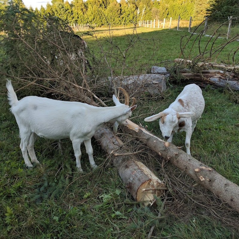 Piebird Farm Sanctuary photo 2